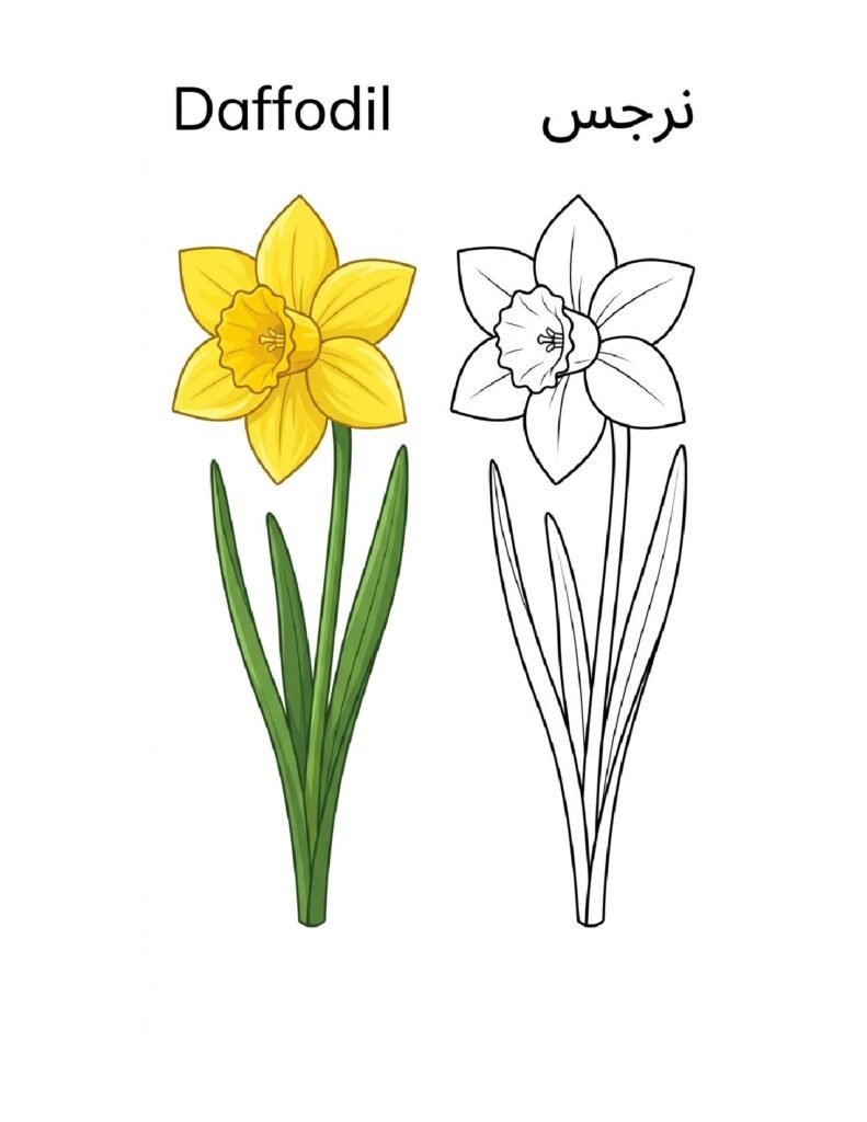 Daffodil coloring page, free printable outline with Daffodil name in English and Arabic