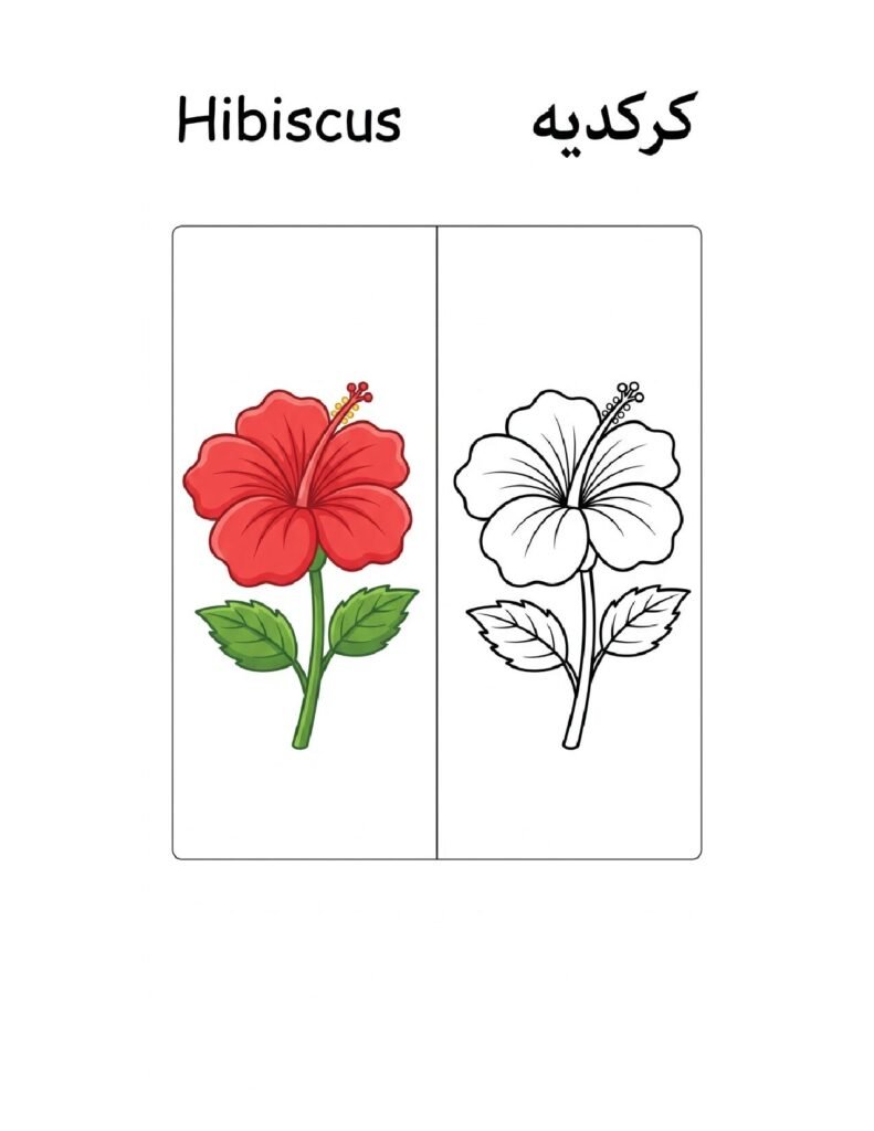 Hibiscus coloring page, free printable outline with Hibiscus name in English and Arabic
