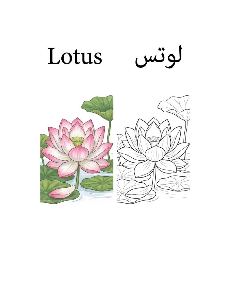 Lotus coloring page, free printable outline with Lotus name in English and Arabic
