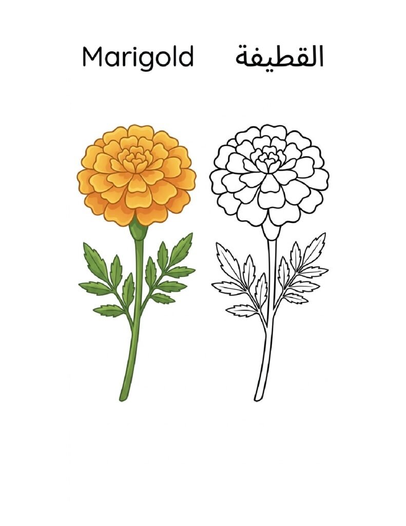 Marigold coloring page, free printable outline with Marigold name in English and Arabic