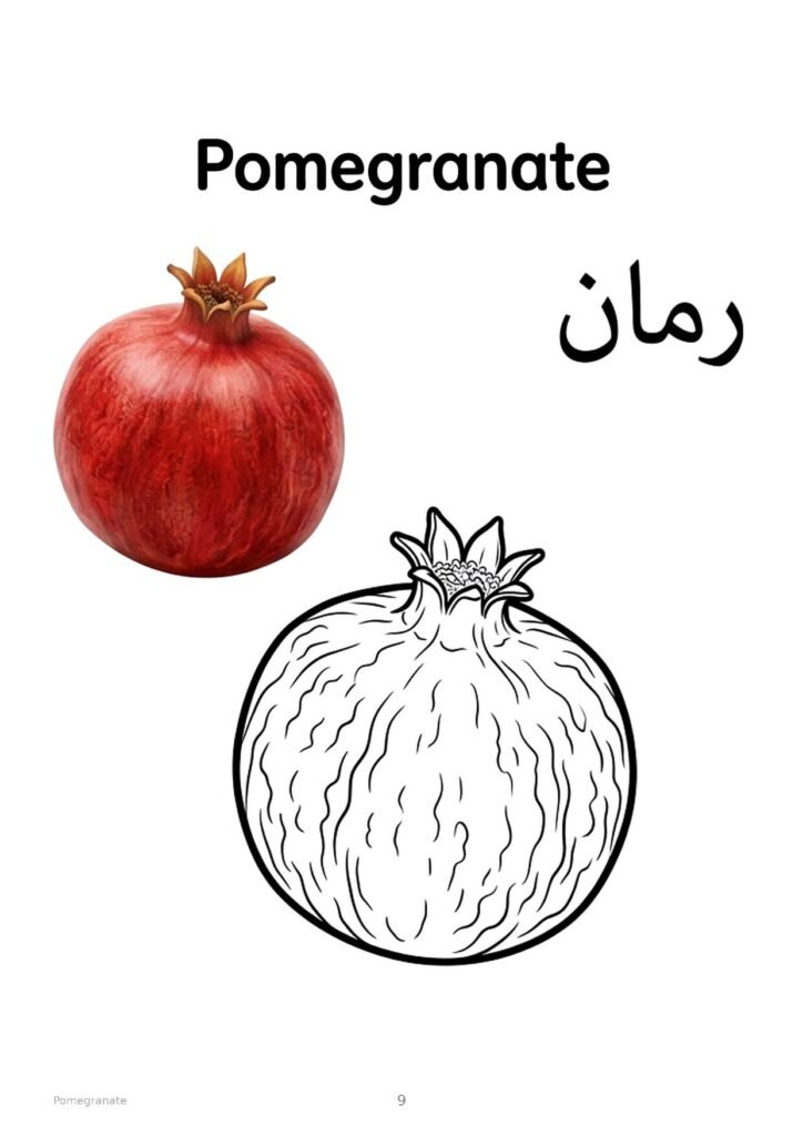 Pomegranate coloring page, free printable outline with Pomegranate name in English and Arabic