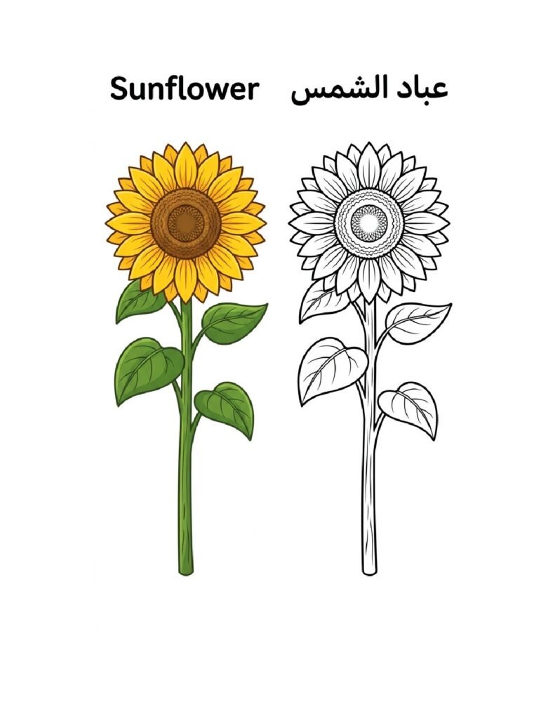 Sunflower coloring page, free printable outline with Sunflower name in English and Arabic